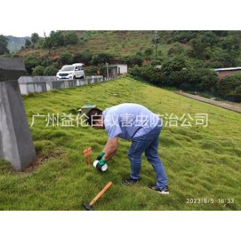 白云水利工程红火蚁防治